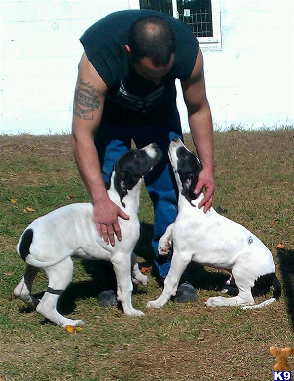 Puppies in Pekin